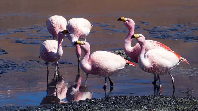 UYUNI SALT FALT LAGOONS & DESERT: 3 DAYS/2 NIGHTS EXPEDITION - Who Should Consider This Tour?
