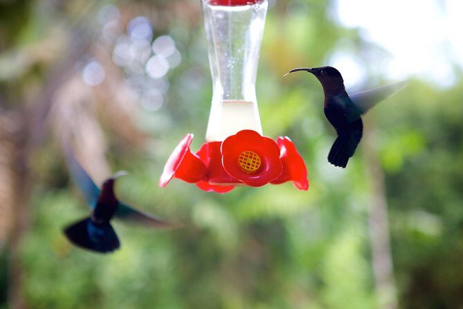 V.I.P Green escape 1- Botanical Garden - In-Depth Look at the V.I.P Green Escape Tour