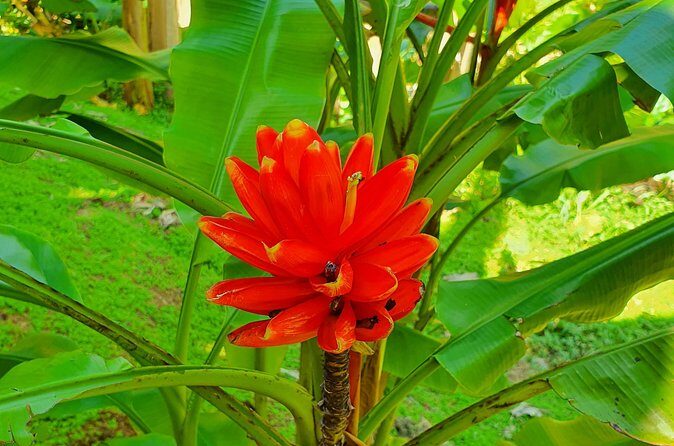 V.I.P Green escape 1- Botanical Garden - What Makes This Tour Stand Out?