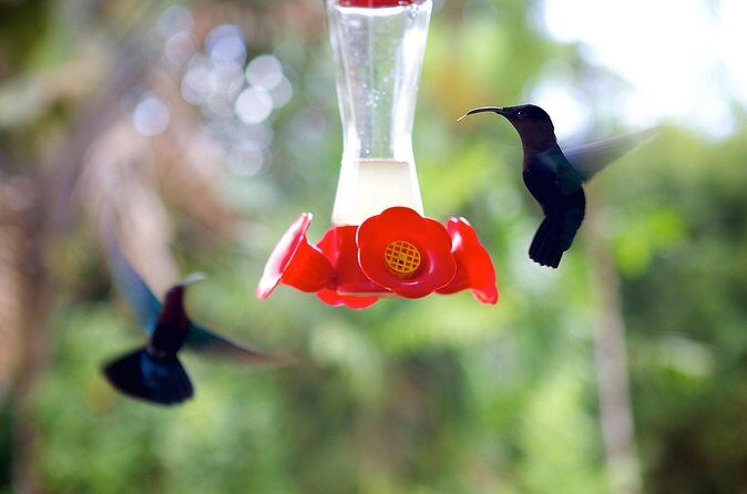 V.I.P Green escape 1- Botanical Garden - The Sum Up