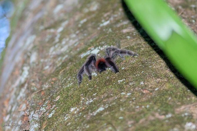 V.I.P North Caribbean deep forest Tour -The Green Martinique - FAQs