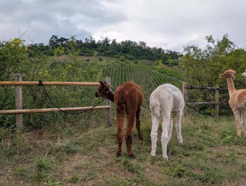 Vaihingen an der Enz: Guided alpaca hiking tour in idyllic countryside - Key Points