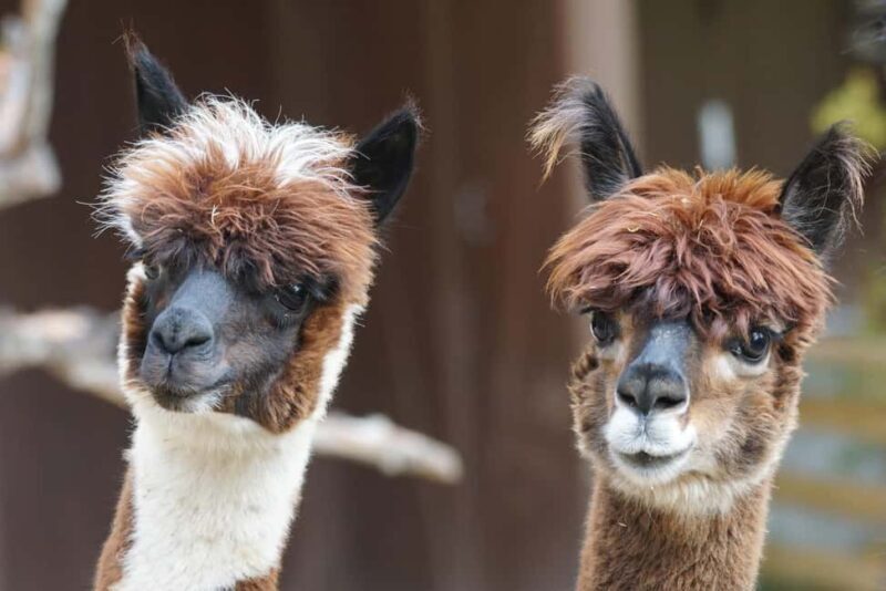 Vaihingen an der Enz: Guided alpaca hiking tour in idyllic countryside - A Deep Dive into the Alpaca Experience in Ensingen