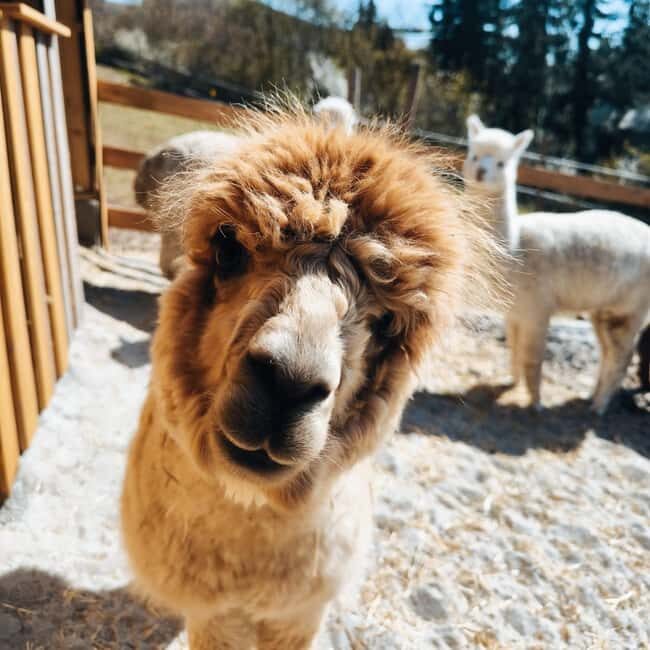 Vaihingen an der Enz: Guided alpaca hiking tour in idyllic countryside - FAQ