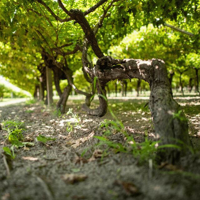 Valdadige: Roeno Guided Tour and Wine tasting - Final Thoughts
