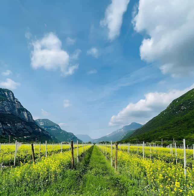 Valdadige: Winery Tour with 4 Wine Tastings - The Sum Up