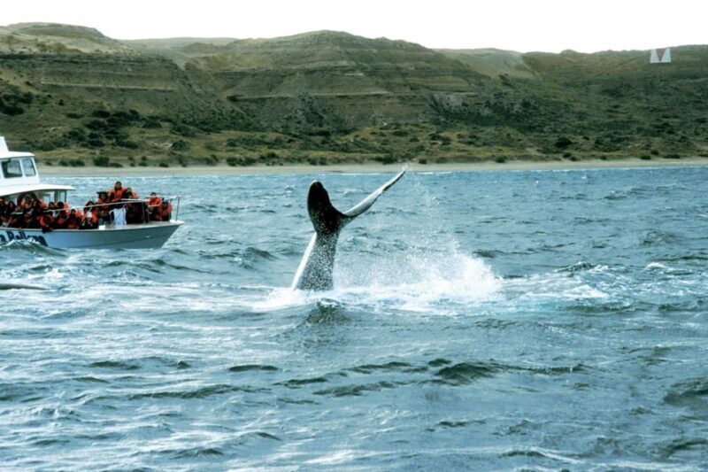 Valdes Peninsula: Full Day with Whale Watching - Who Should Consider This Tour?