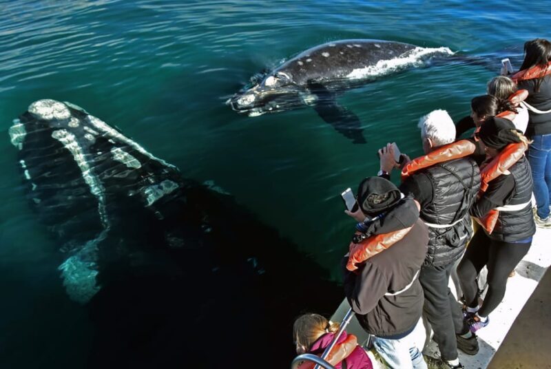 Valdes Peninsula: Full Day with Whale Watching - FAQ