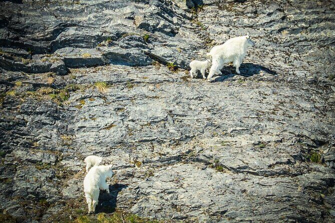 Valdez Glacier Explorer Tour - Who Will Love This Tour?