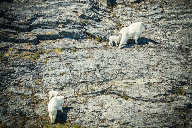 Valdez Glacier View Tour - What Makes This Tour Special