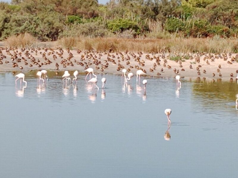 Valencia: Albufera Jeep and Boat Tour - Final Thoughts