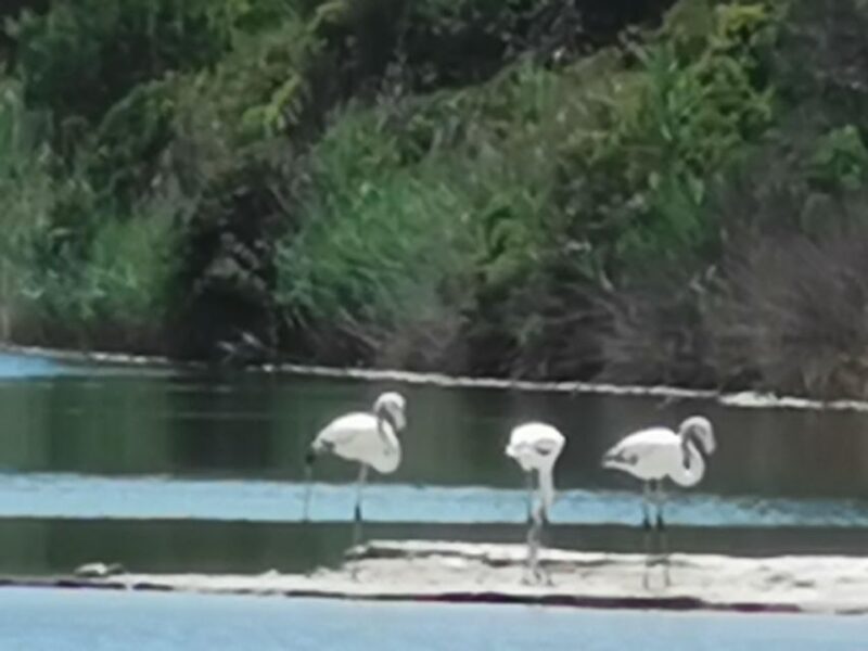 Valencia: Albufera Natural Park Bike and Boat Tour - Frequently Asked Questions