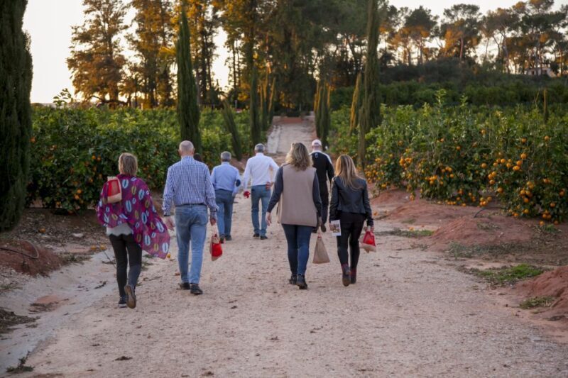 Valencia: Orange Farm and Orchard Trip with Tastings - Exploring the Orange Farm: What to Expect