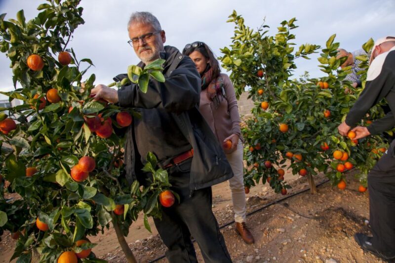 Valencia: Orange Farm and Orchard Trip with Tastings - Authentic Reviews from Visitors