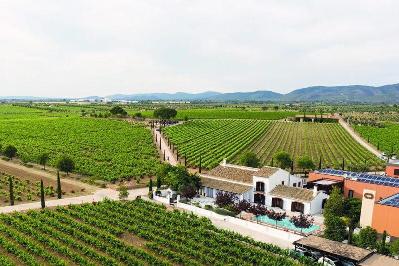 Valencia: Vineyard Tour with Local Wine Tasting & Appetizer - Discovering Valencia’s Wine Heart: A Guided Vineyard Tour with Tasting & Appetizer