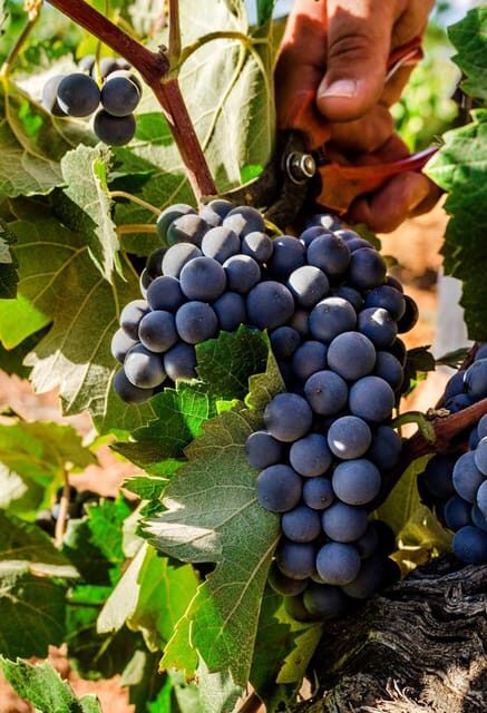 Valencia: Vineyard Tour with Local Wine Tasting & Appetizer - Price and Value Analysis