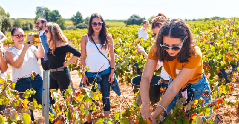Valencia: Winery Visit with Vineyard Tour & Wine Tasting - Key Points