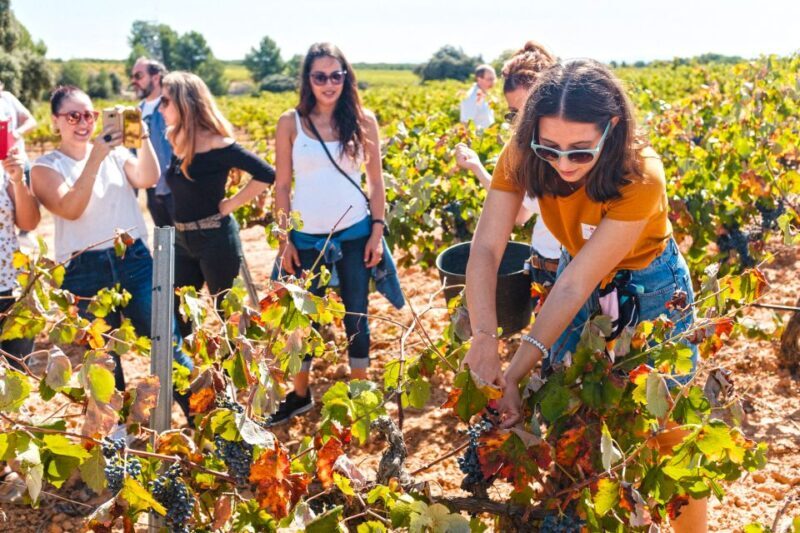 Valencia: Winery Visit with Vineyard Tour & Wine Tasting - Final Summary