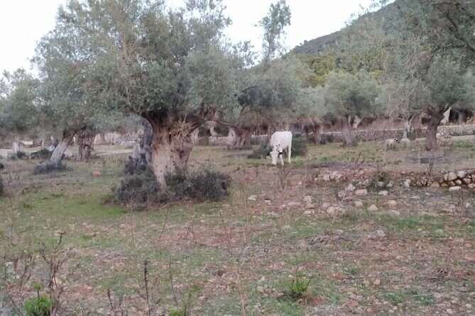 Valldemossa lookouts and S'Estaca - Final Thoughts