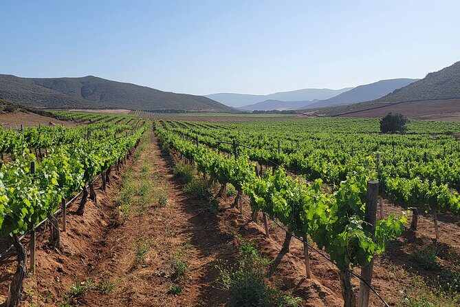 Valle de Guadalupe Private Wine Tour - What Is Included and What Is Not?