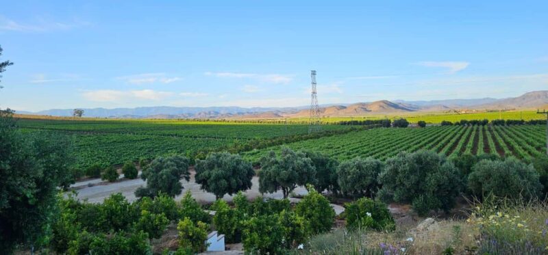 Valle de Guadalupe Tour: Wine Tastings Included - Key Points