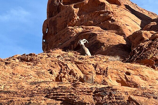 Valley of Fire Half Day Tour - Key Points