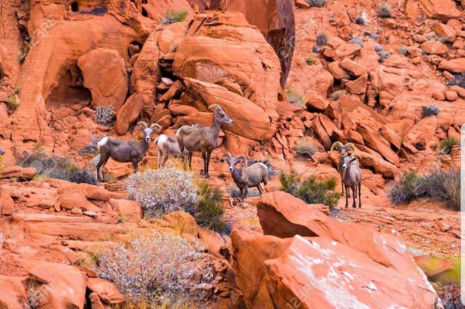 Valley of Fire State Park Day Tour from Las Vegas - The Basics: What’s Included and How It Works