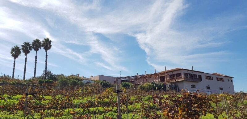 Valley of Tegueste: Wine Tour with Tasting at El Lomo Winery - A Deeper Look at the Valley of Tegueste Wine Tour