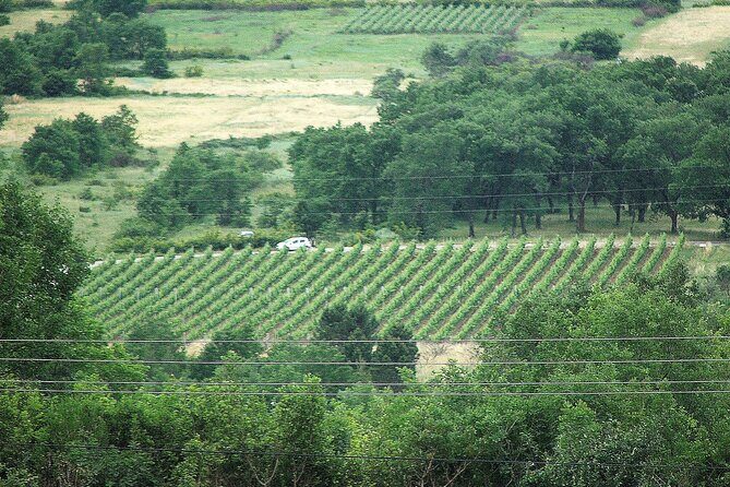 Valleyview Vines Tasting Experience - Key Points