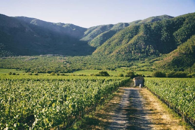 Valparaiso: Casablanca Valley Wine Tour with 5 Wineries - Who Should Consider This Tour?
