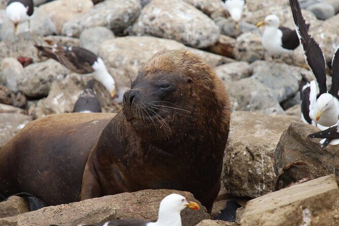 Valparaiso Private Tour and Wine Tasting - FAQ