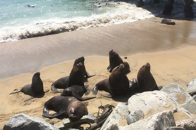 Valparaiso, Viña del M, Vineyard testing, Sea lions, Boat ride - FAQ