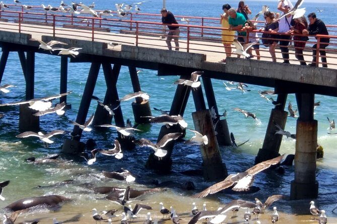 Valpo in 1 day: Authentic + Famous! Semi-private walking tour & public transport - The Sum Up