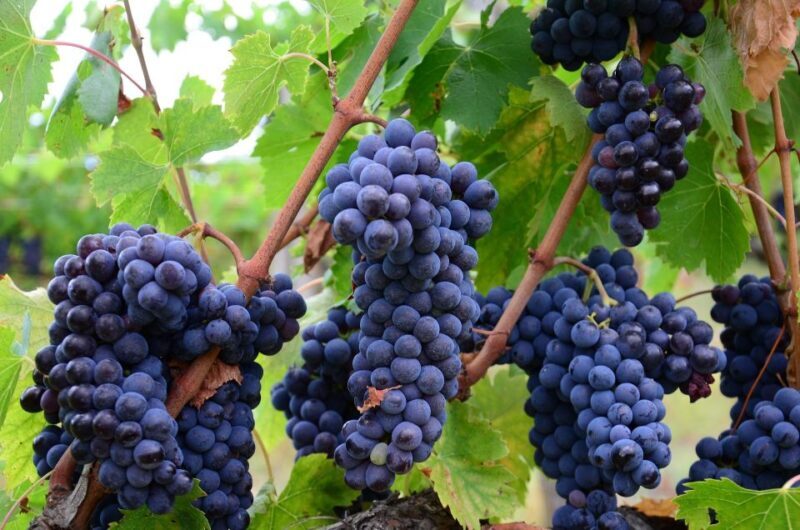 Valpolicella: 1.5-Hour Guided Winery Tour with Wine Tasting - Key Points
