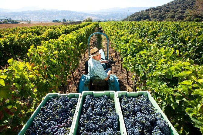 Valpolicella Wine and Olive Oil Tasting with Lunch from Verona - Exploring the Valpolicella Vineyards and Villages