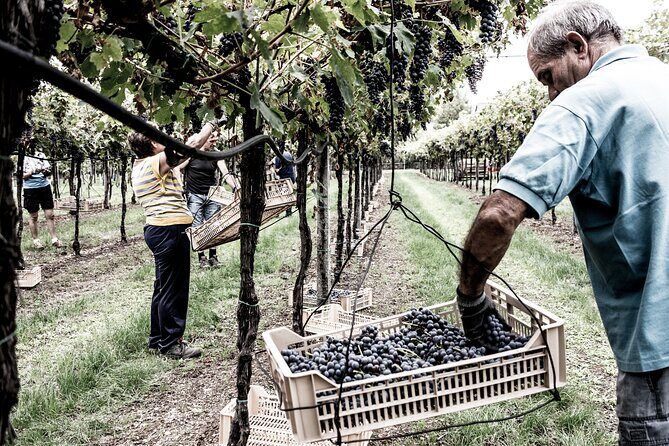 Valpolicella Wine Tasting Experience & Light Lunch - FAQ