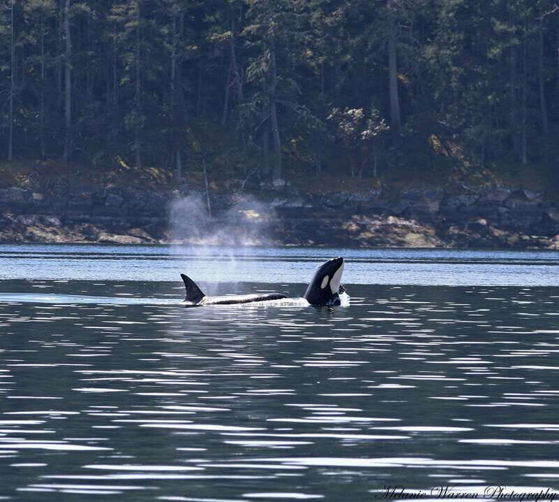 Vancouver, BC: Whale Watching Tour with Guide - Key Points