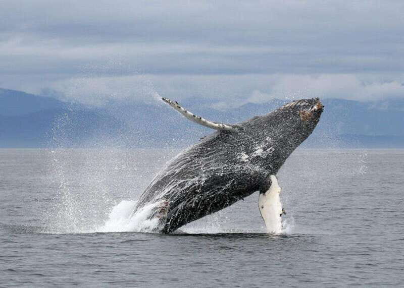 Vancouver, BC: Whale Watching Tour with Guide - A Deep Dive into the Whale Watching Experience
