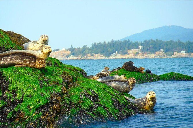 Vancouver City and Seals Scenic Boat Tour by Vancouver Water Adventures - Diving Into the Details: What Makes This Tour Special