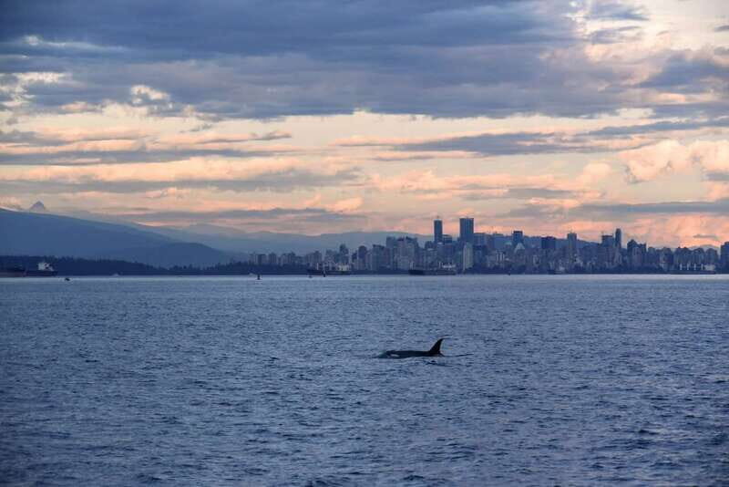 Vancouver: Covered Whale Watching Adventure with Free Photos - The Sum Up: Who Should Book This Tour?