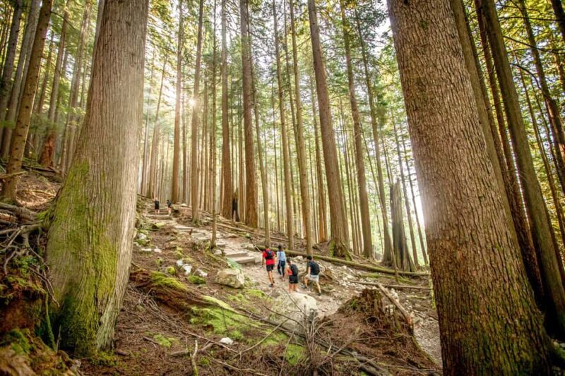 Vancouver: Guided Hiking Highlights at Grouse & Lynn Canyon - An In-Depth Look at What This Tour Offers