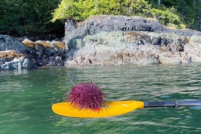 Vancouver Island: 2-Hour Guided Kayak Tour from Telegraph Cove - An In-Depth Look at the Tour Experience
