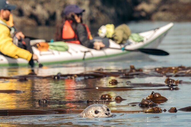 Vancouver Island: 2-Hour Guided Kayak Tour from Telegraph Cove - The Experience from Travelers’ Perspectives