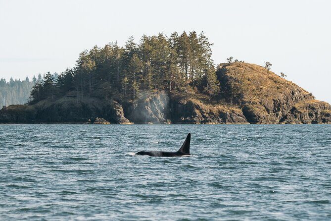 Vancouver Island: 2-Hour Guided Kayak Tour from Telegraph Cove - Wrapping It Up