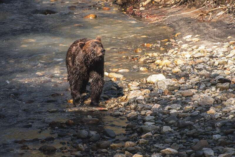 Vancouver Island: Full-Day Grizzly Bear Tour at Toba Inlet - Final Thoughts