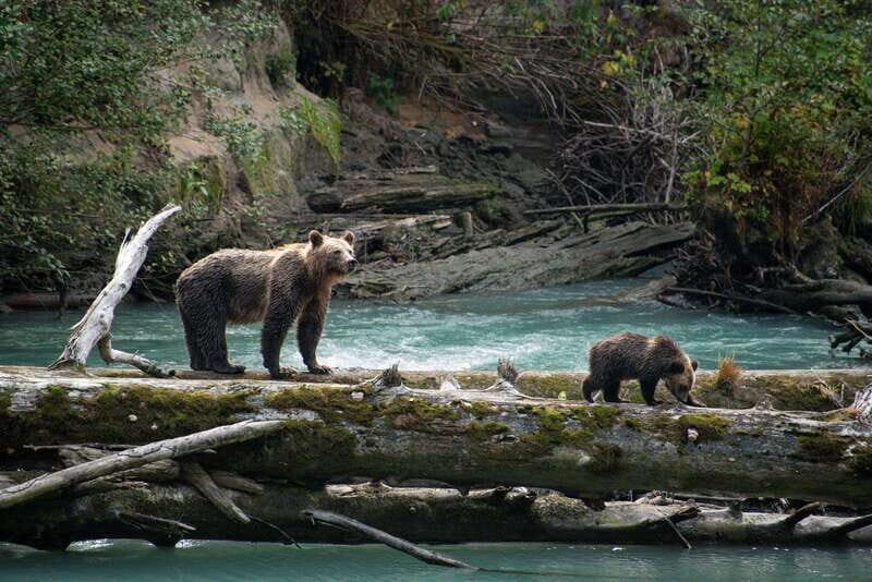 Vancouver Island: Full-Day Grizzly Bear Tour at Toba Inlet - FAQ