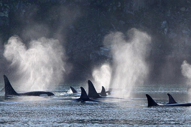 Vancouver Island Half-Day Whale Watching Tour - Telegraph Cove - The Sum Up