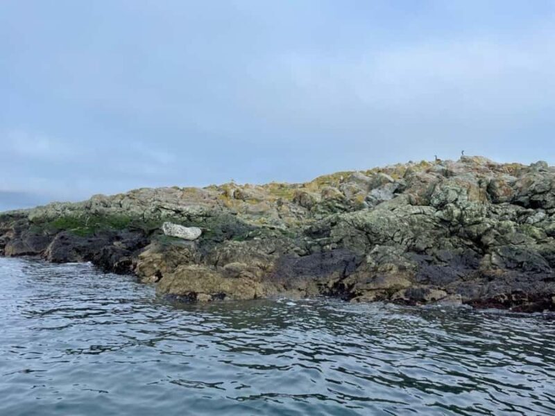 Vancouver Island: Marine Ecological Tour with Mer Tales - Vancouver Island: Marine Ecological Tour with Mer Tales