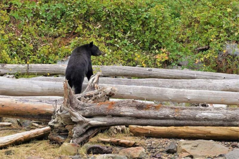 Vancouver Island: Spring Bears and Whales Full-Day Tour - Final Thoughts