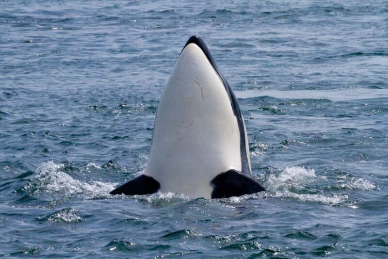 Vancouver Island: Whale Watching Tour - Key Points